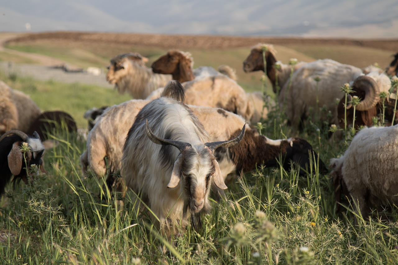 goat sheep rural free photo