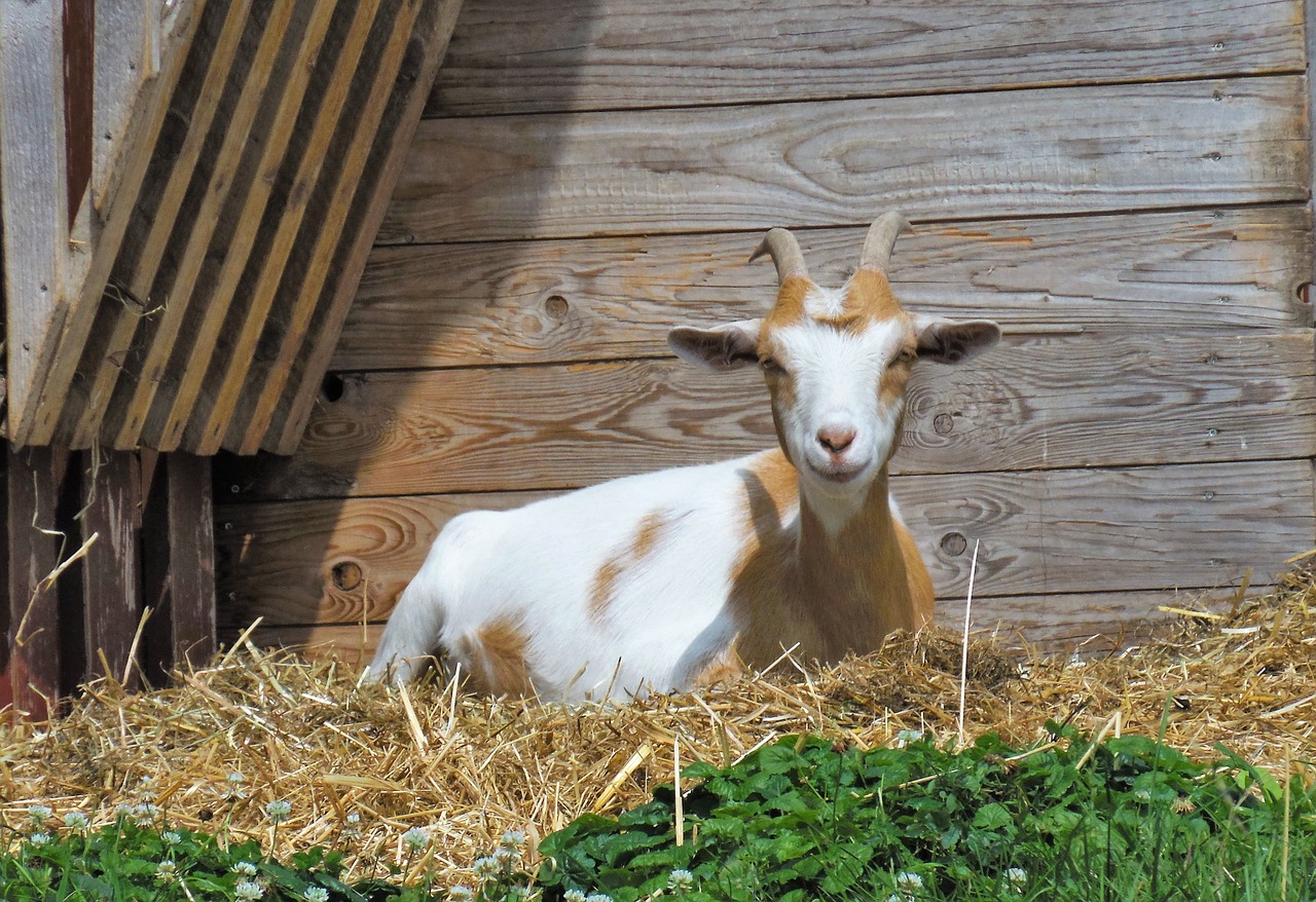 goat domestic goat small goat free photo