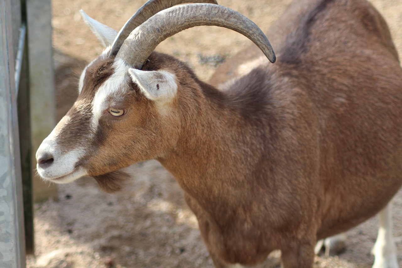 goat horns animal free photo