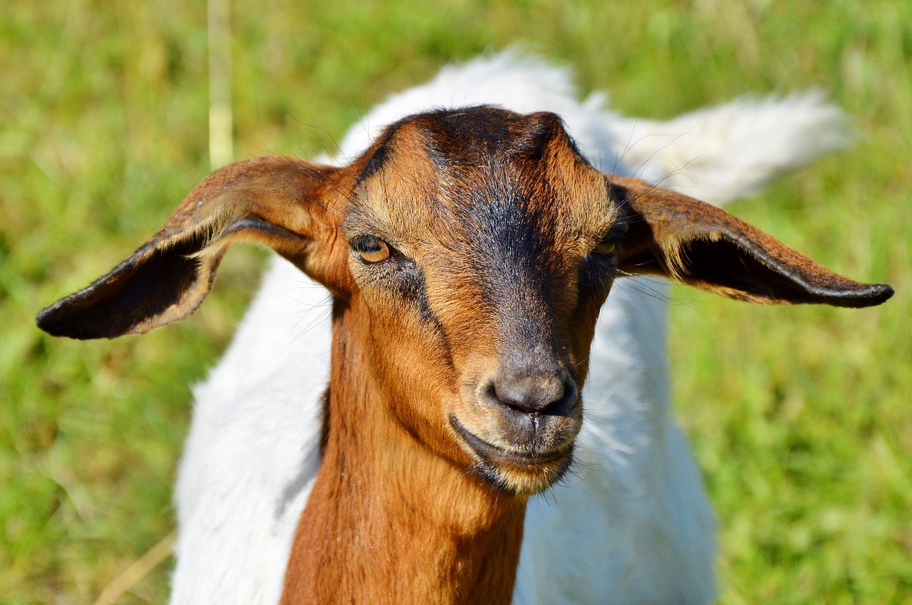 goat prima donna geiss free photo