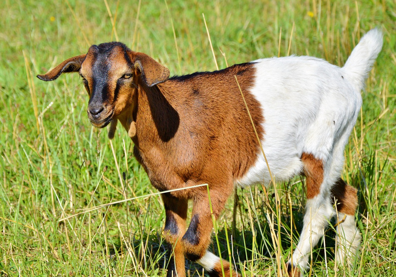 goat prima donna geiss free photo