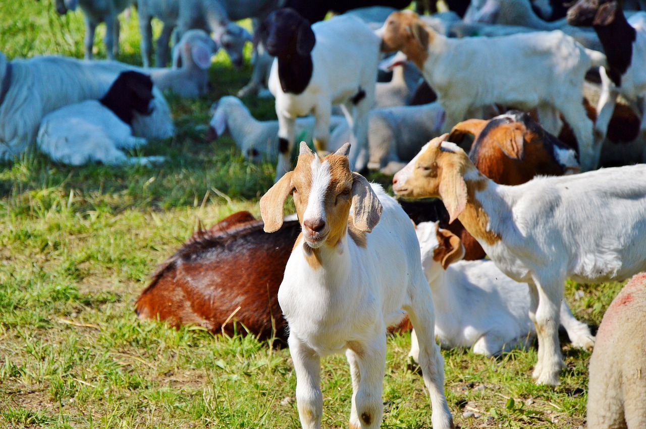 goat prima donna geiss free photo