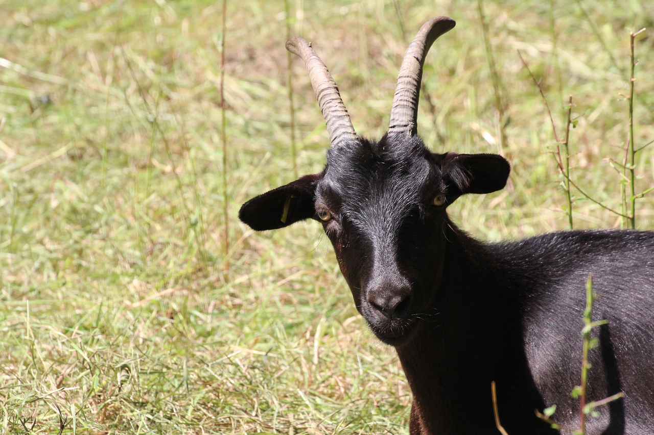goat black horns free photo