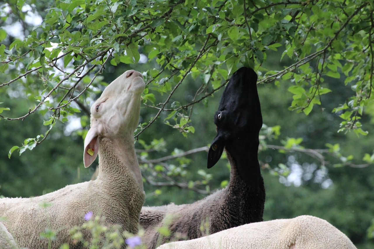 goat black white free photo