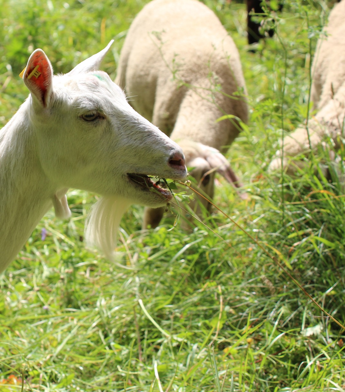 goat eat white free photo