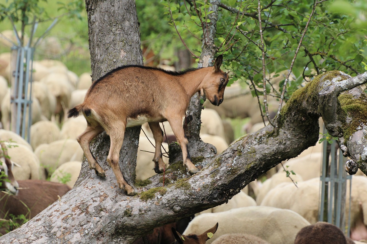 goat climb tree free photo