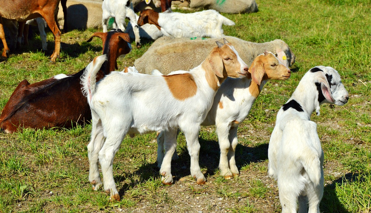 goat prima donna geiss free photo