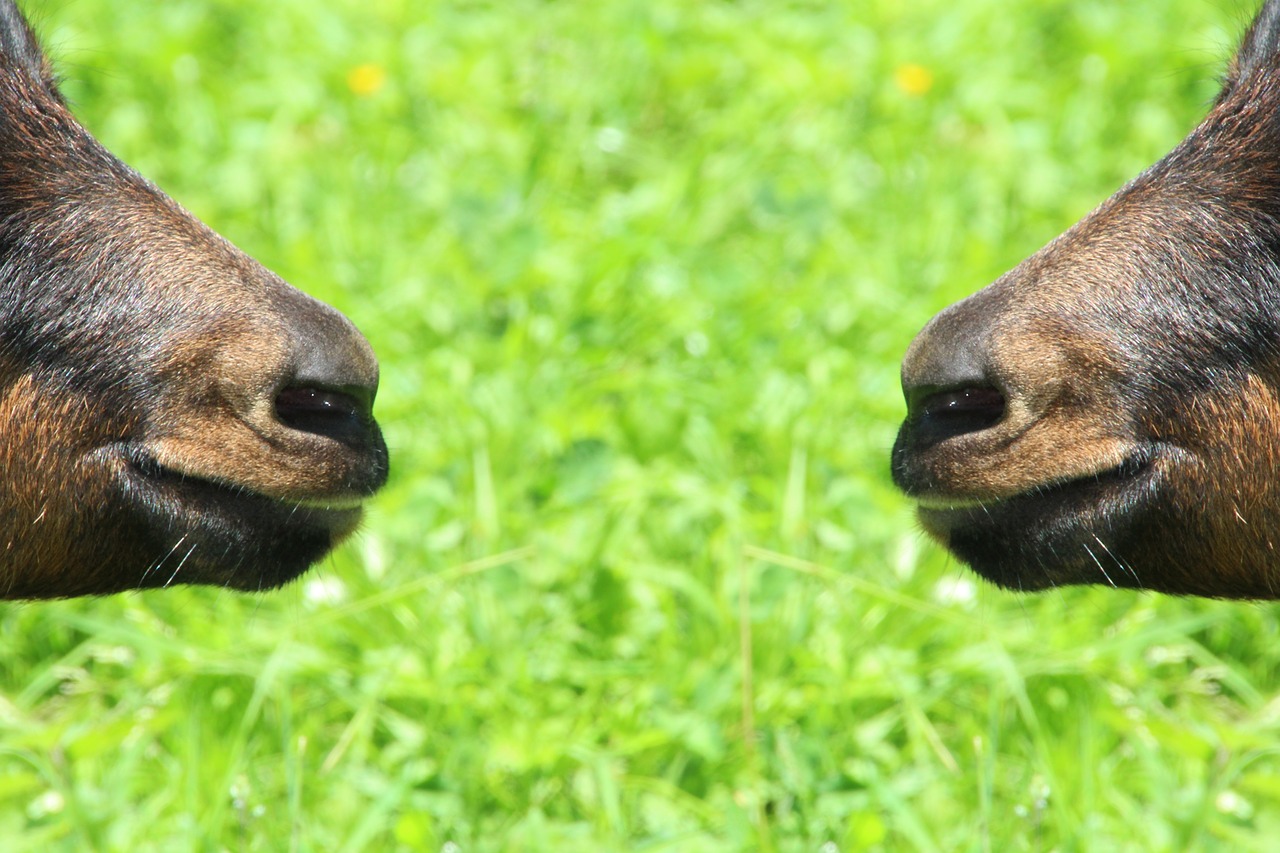 goat goat's snout mirroring free photo