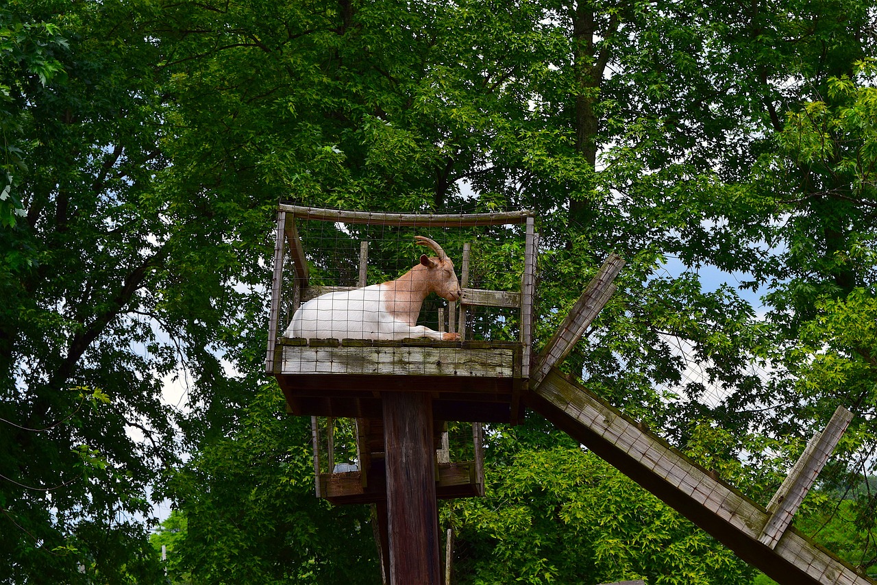 goat sitting perch free photo