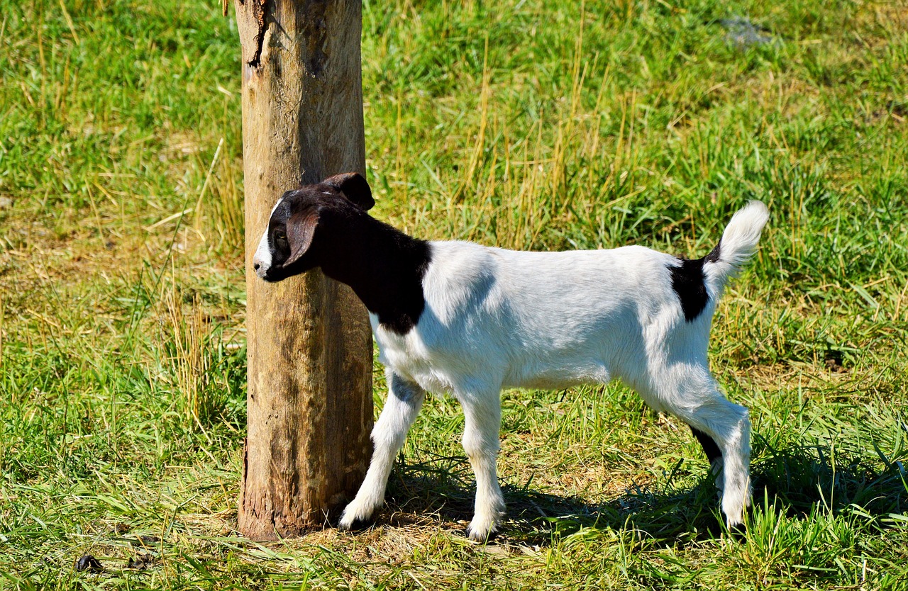 goat kids livestock free photo