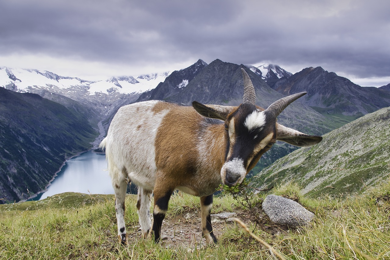 goat tyrol animal free photo