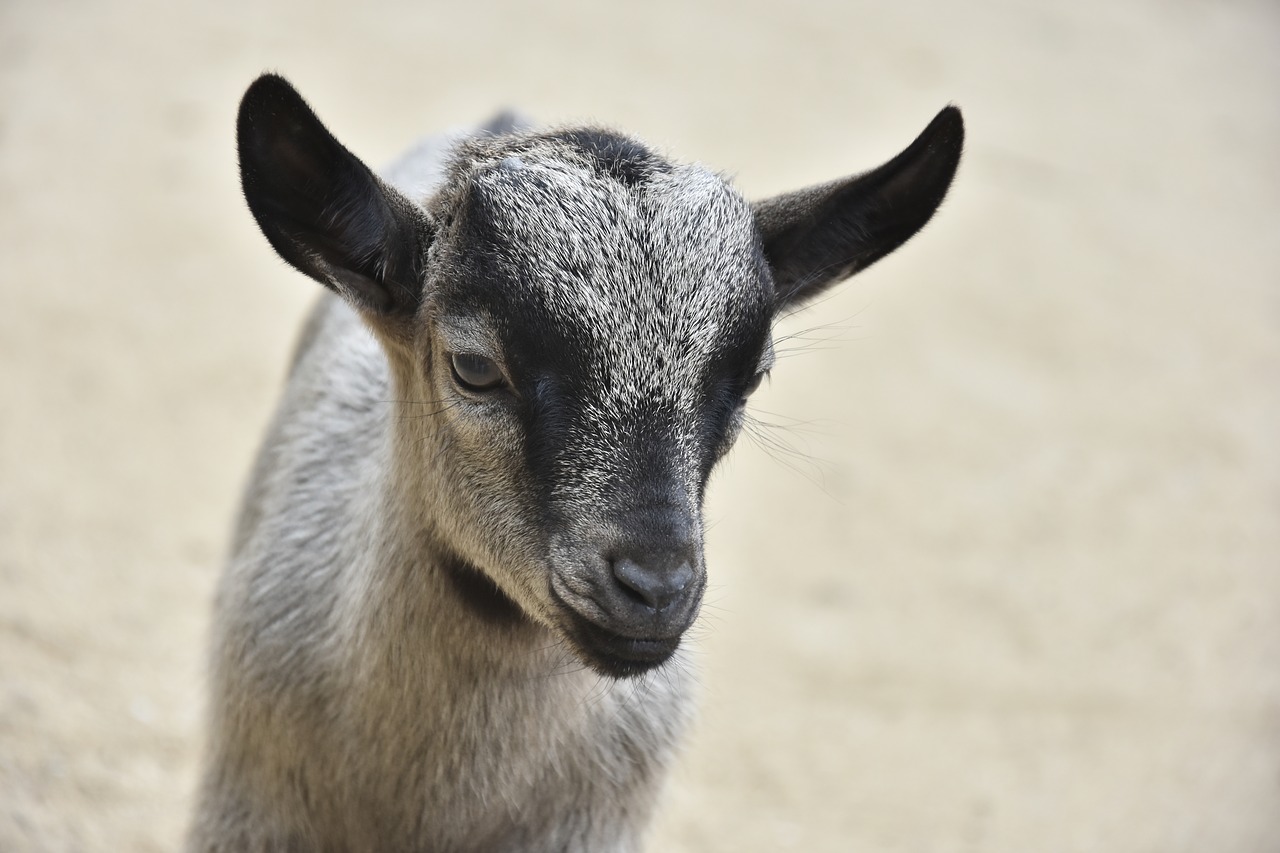 goat zoo animal free photo