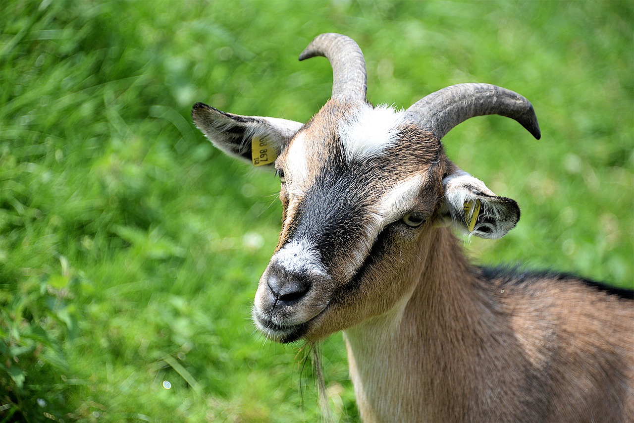 goat animal portrait horned free photo
