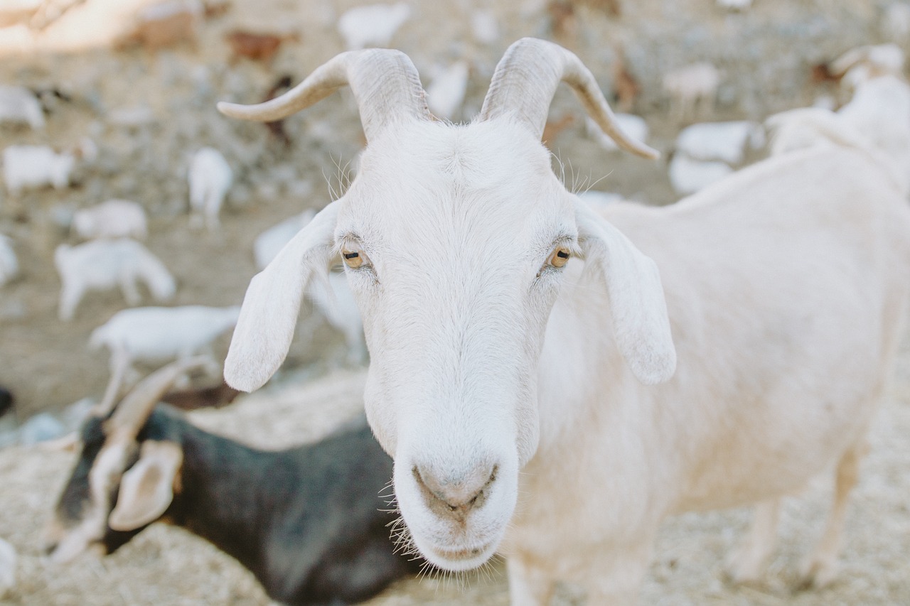 goat animal mountain free photo