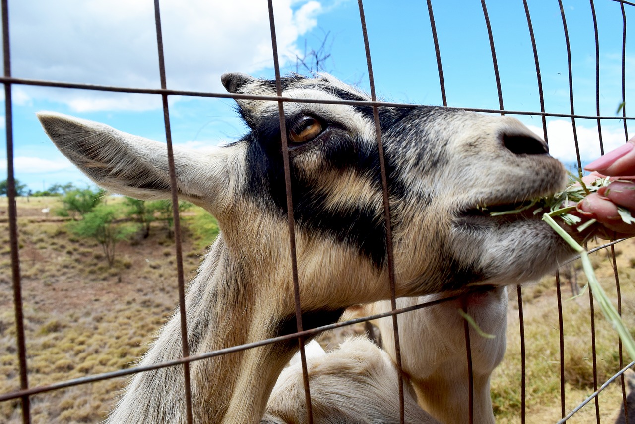 goat hay feeding free photo