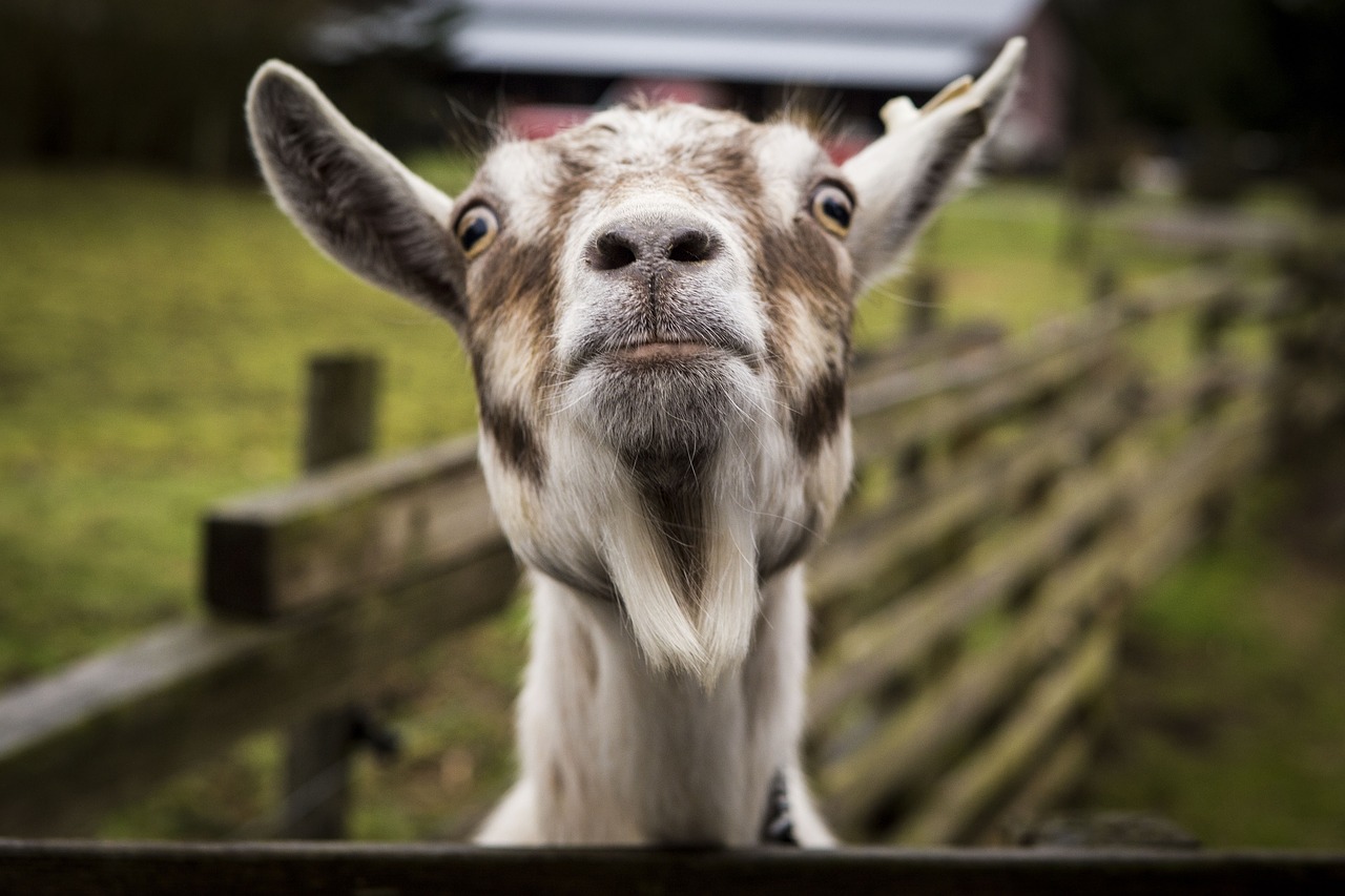 goat animal wildlife free photo