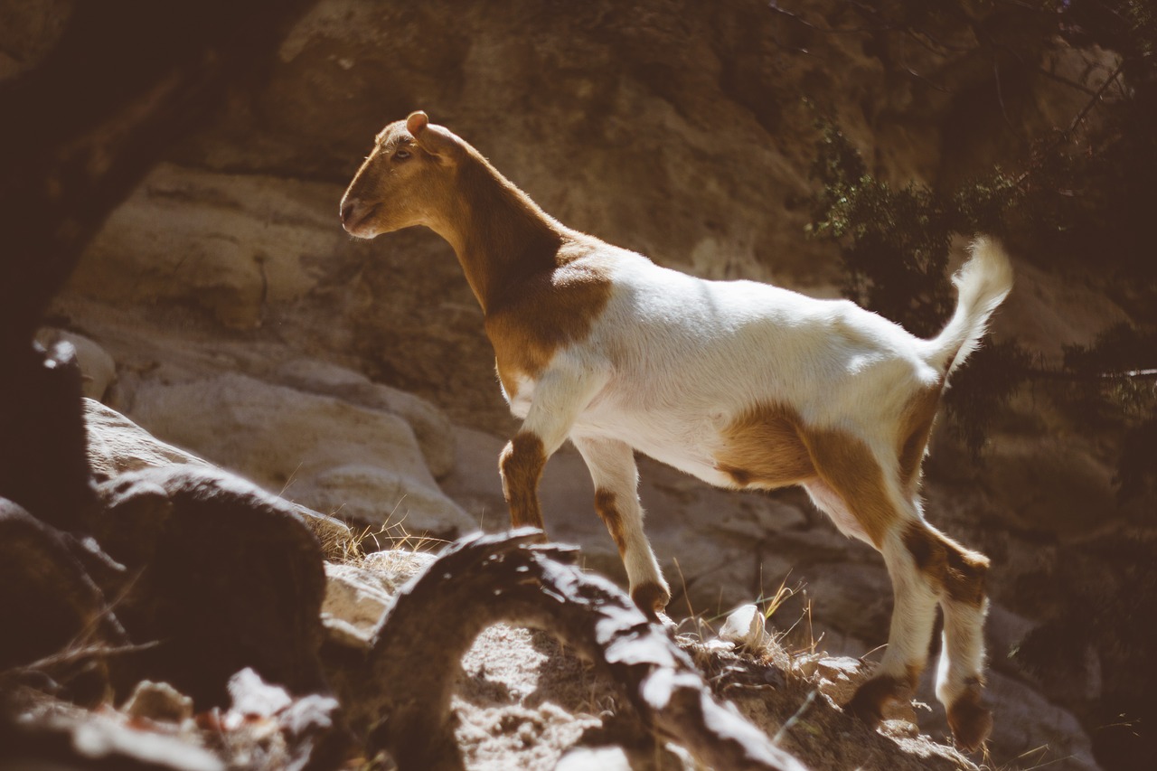 goat animal wildlife free photo