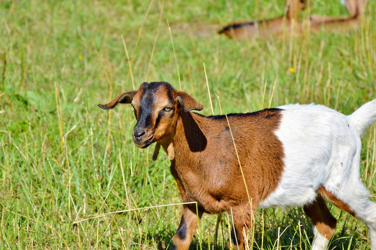 goat prima donna geiss free photo