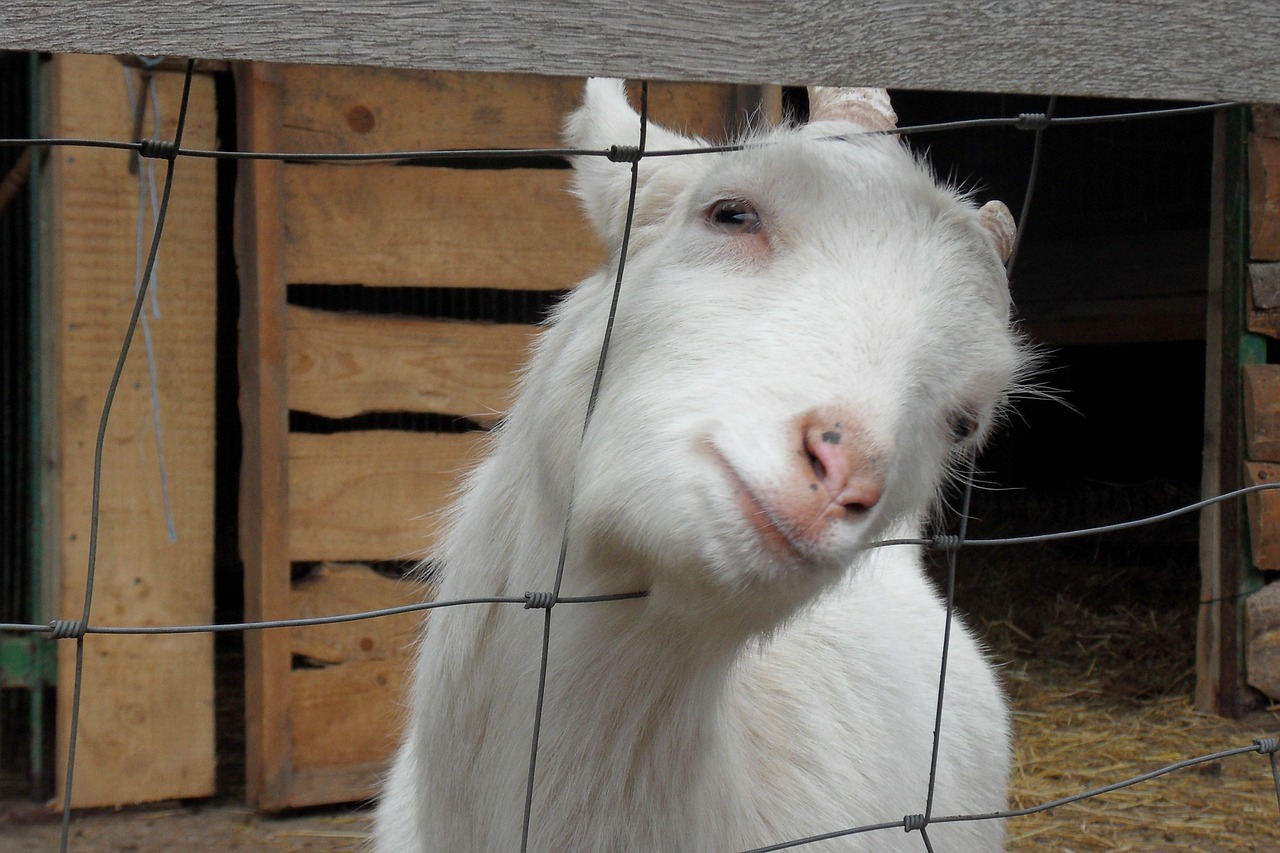 goat animal curious free photo