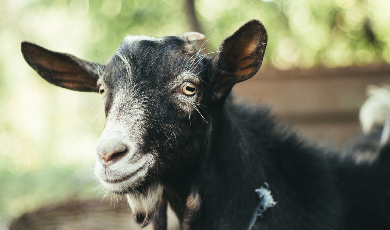 goat animal mammal free photo
