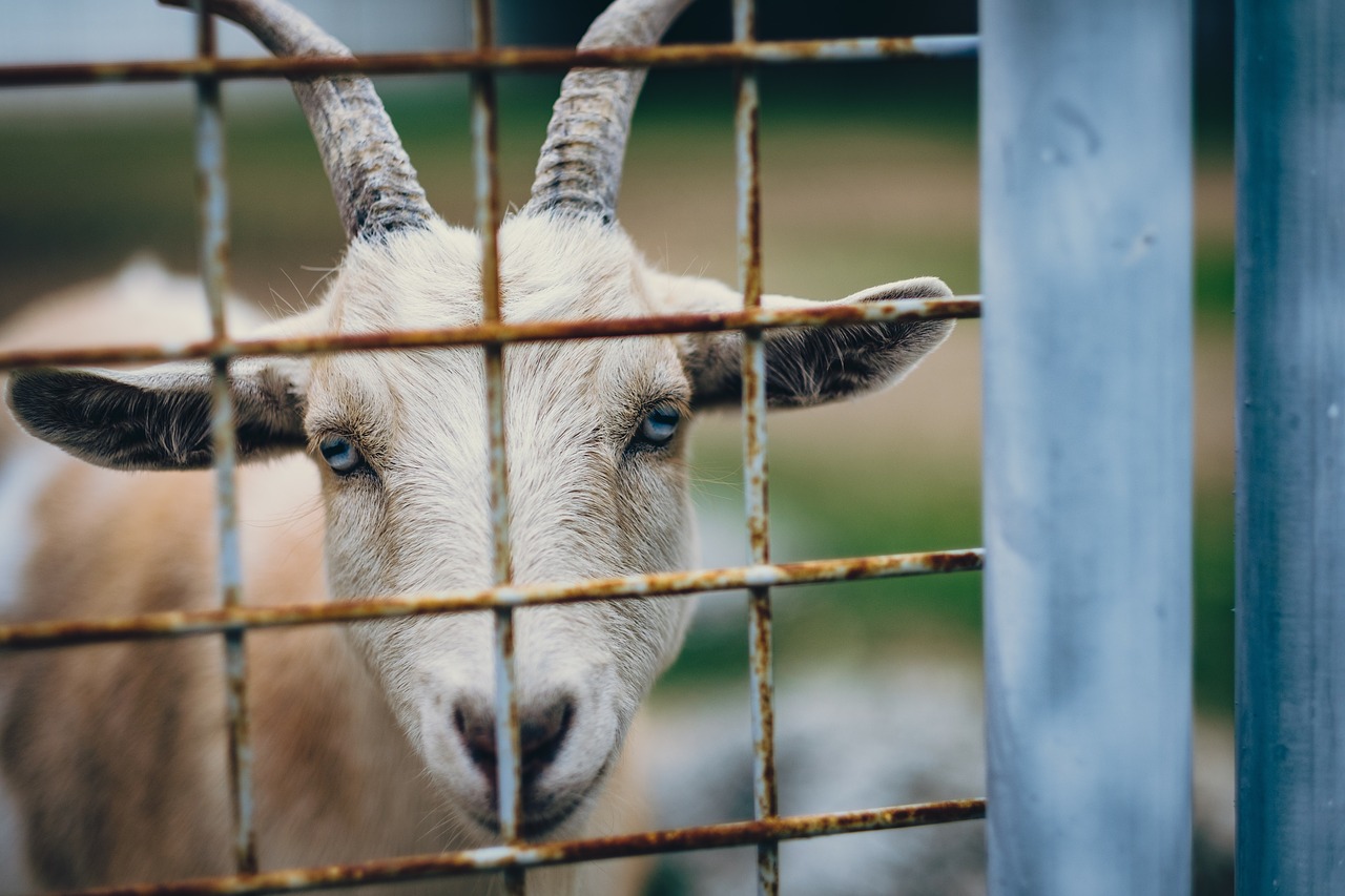 goat horn animal free photo