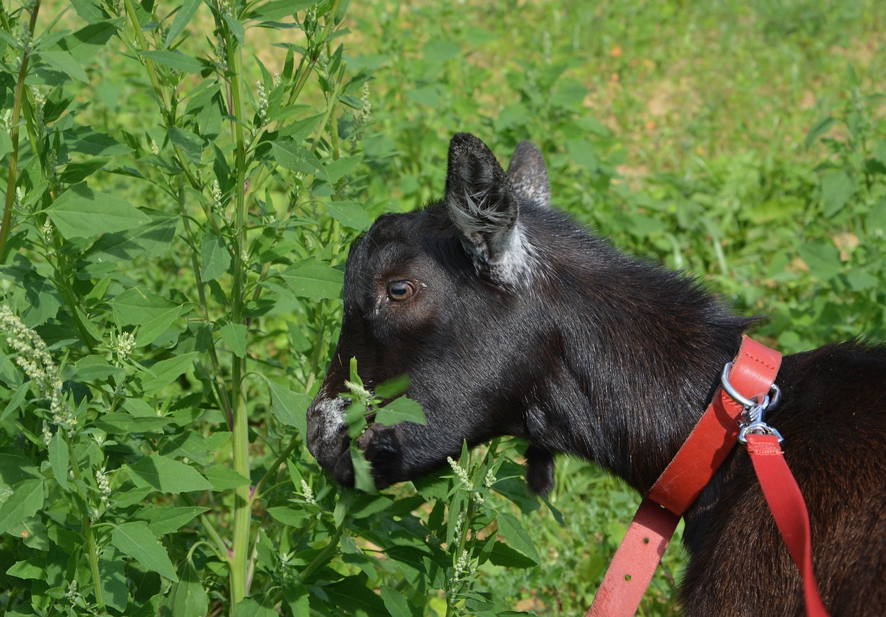 goat goat alpine clipper free photo