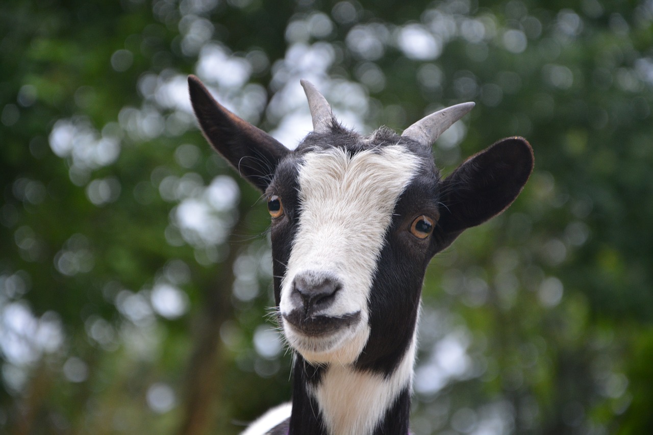 goat biquette herbivore free photo