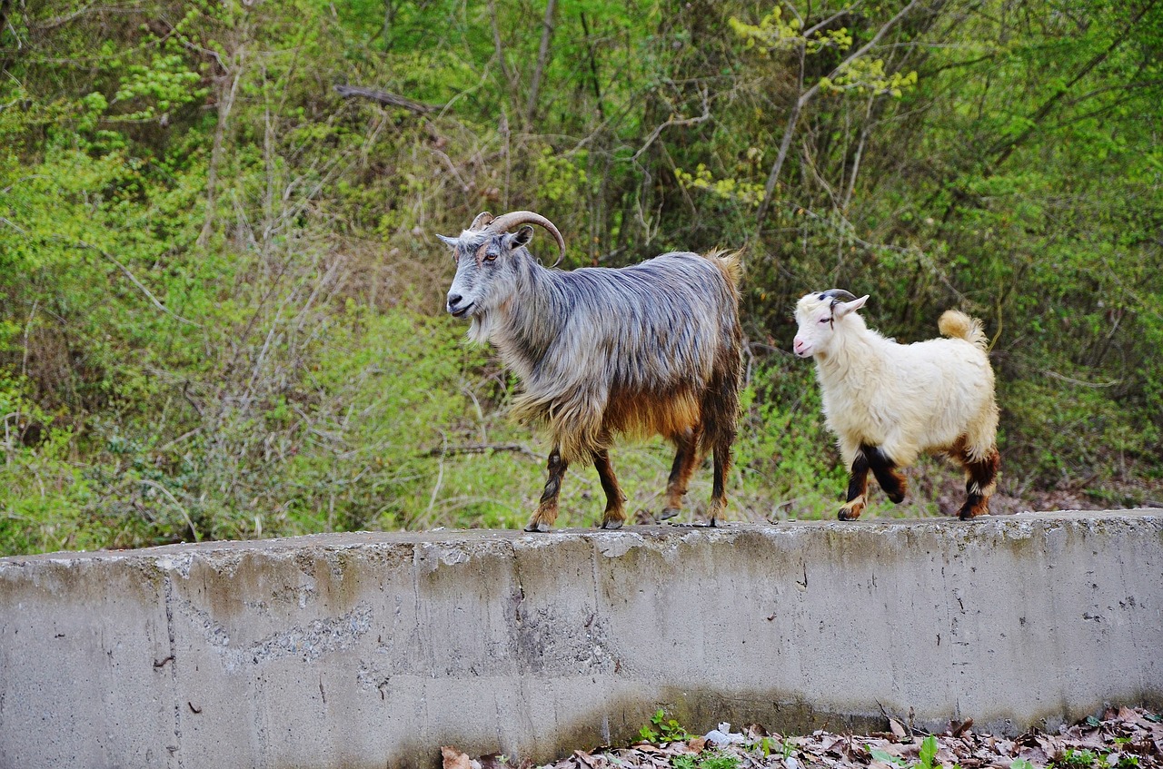 goat goats animal free photo