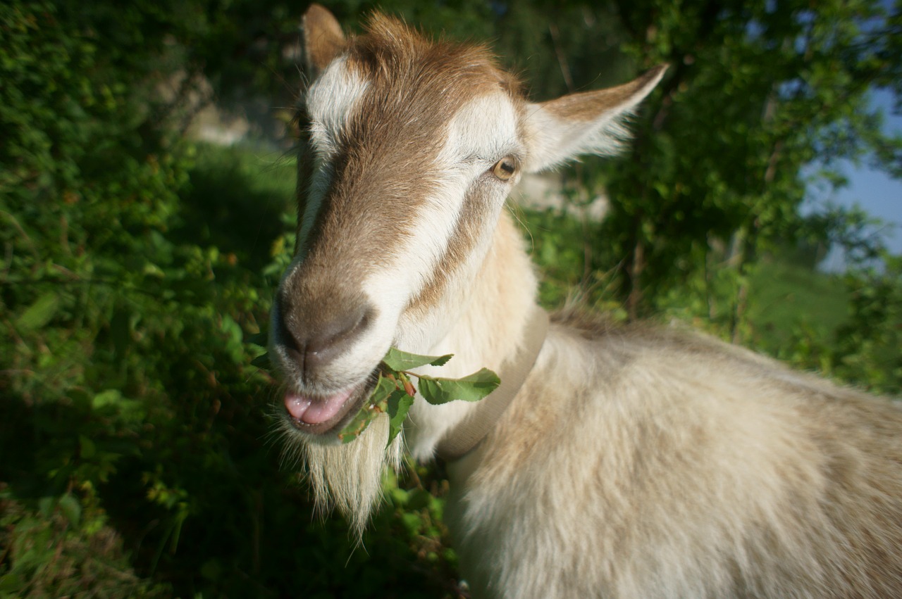 goat pets grass free photo