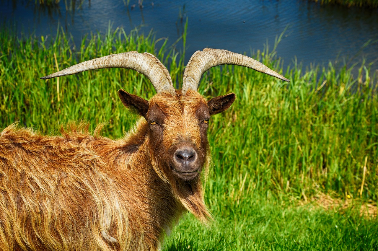 goat billy goat cute-goat free photo