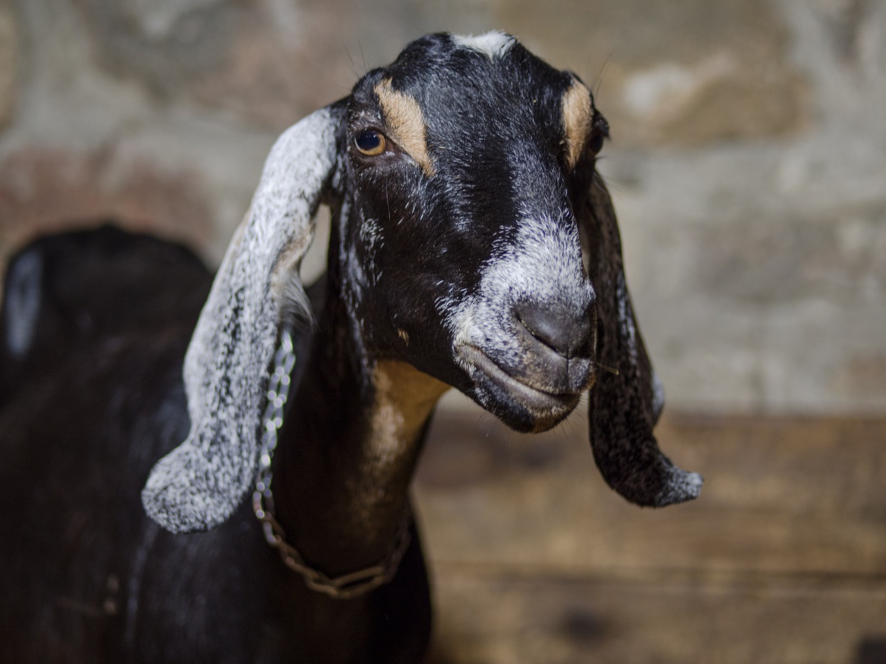 goat farm animal free photo