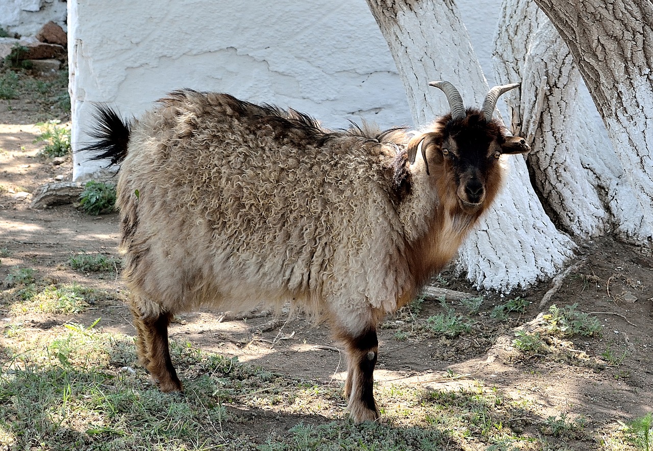 goat animal pet free photo