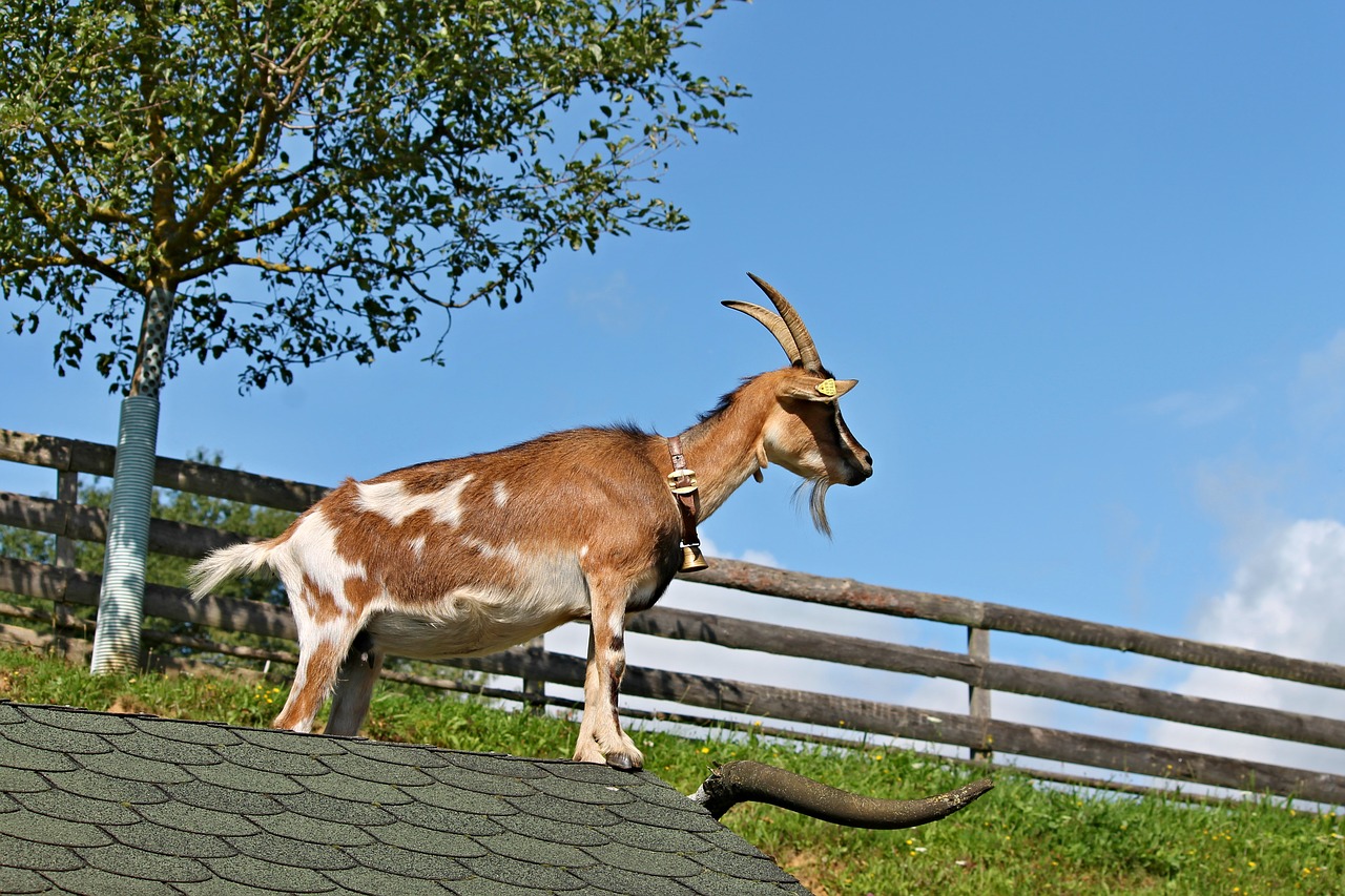 goat roof farm free photo