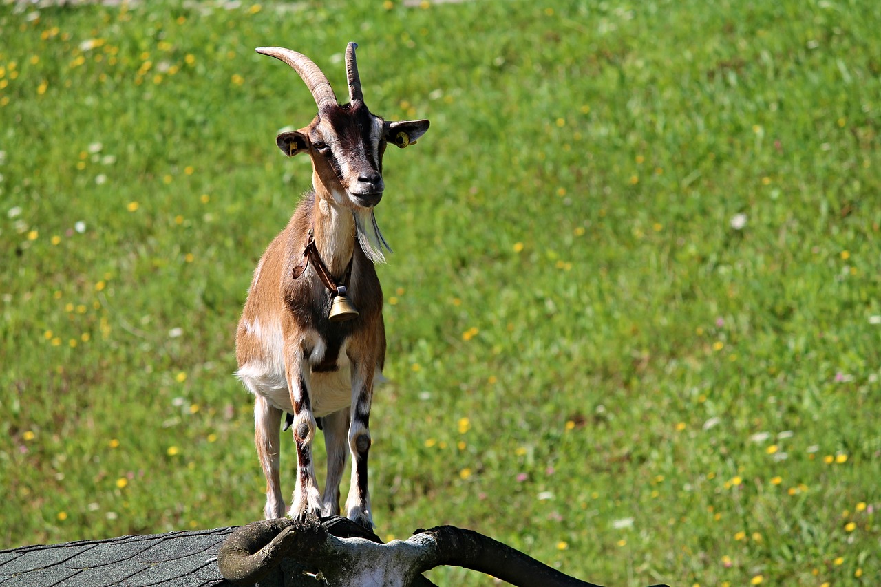 goat roof farm free photo