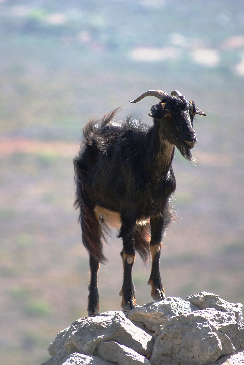 goat mountain greece free photo