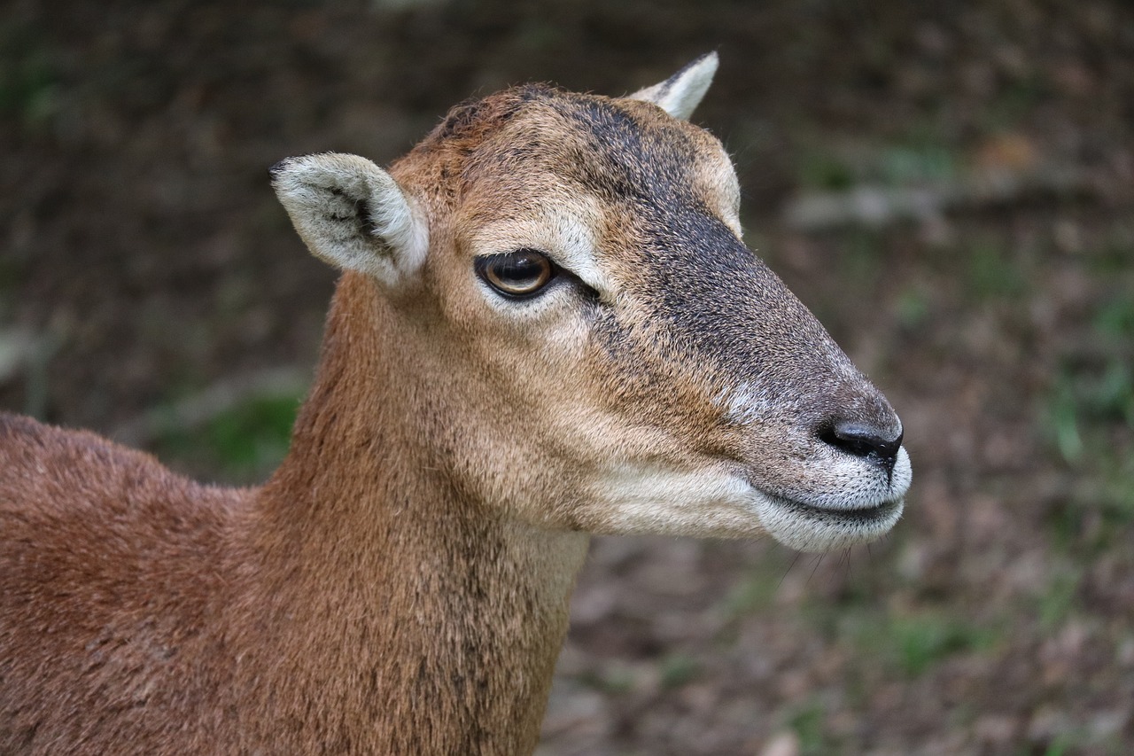 goat wild close free photo