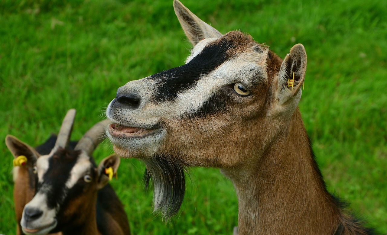 goat domestic goat farm free photo