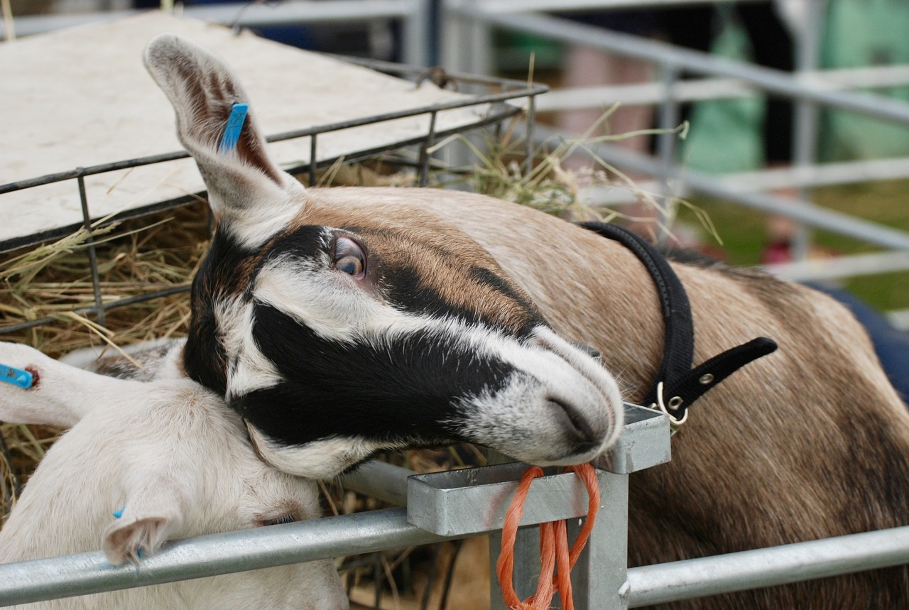 goat head cute free photo