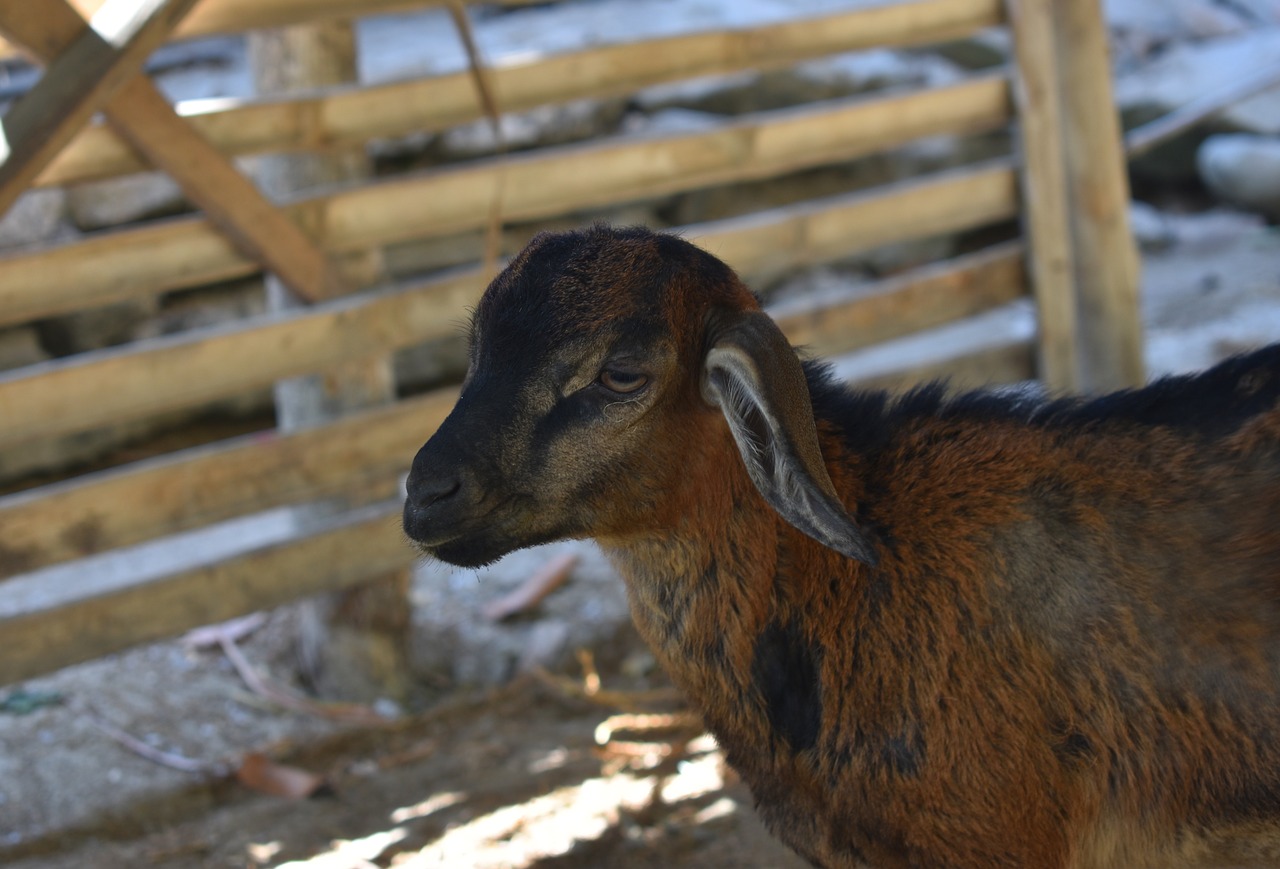 goat animal farm free photo