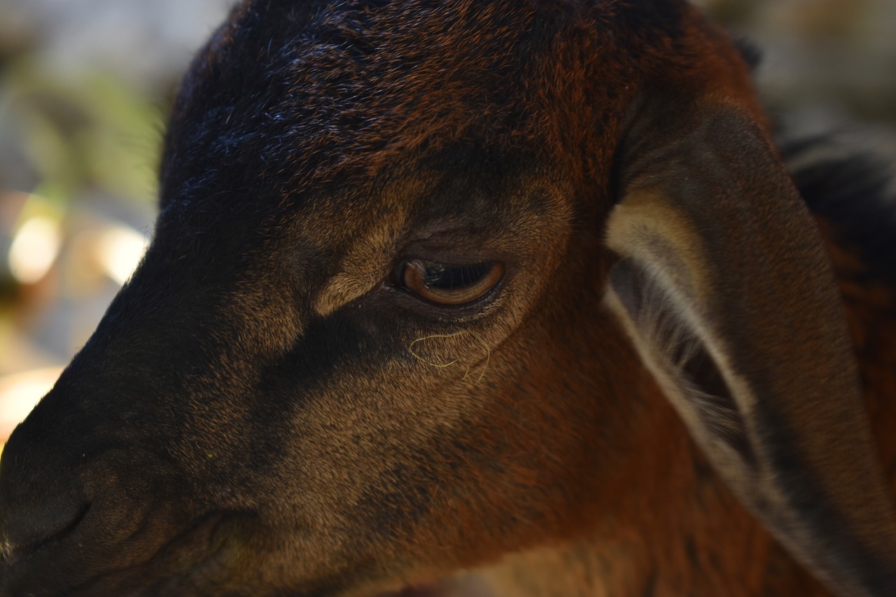 goat eye animal free photo