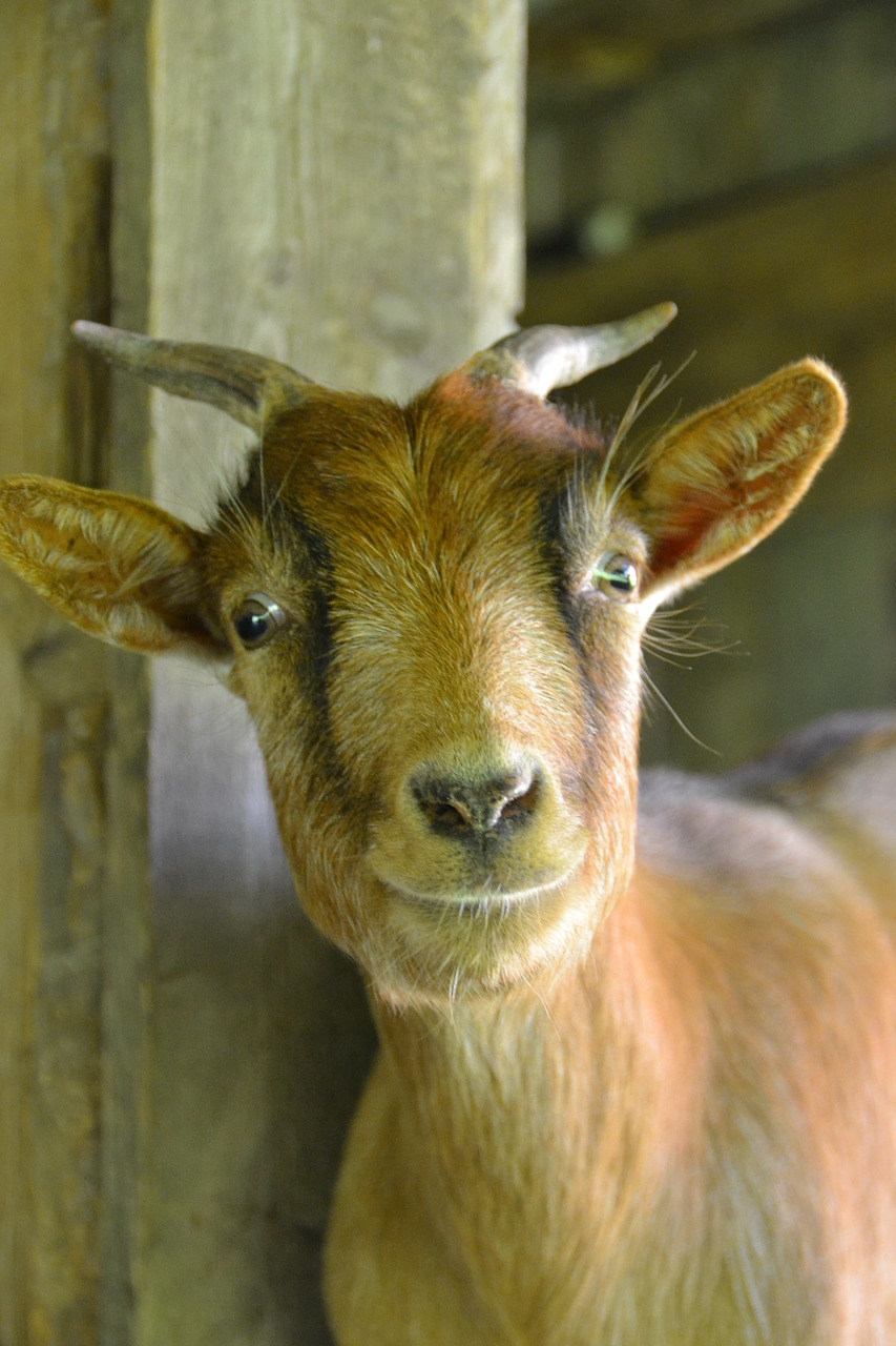 goat nature dwarf goat free photo