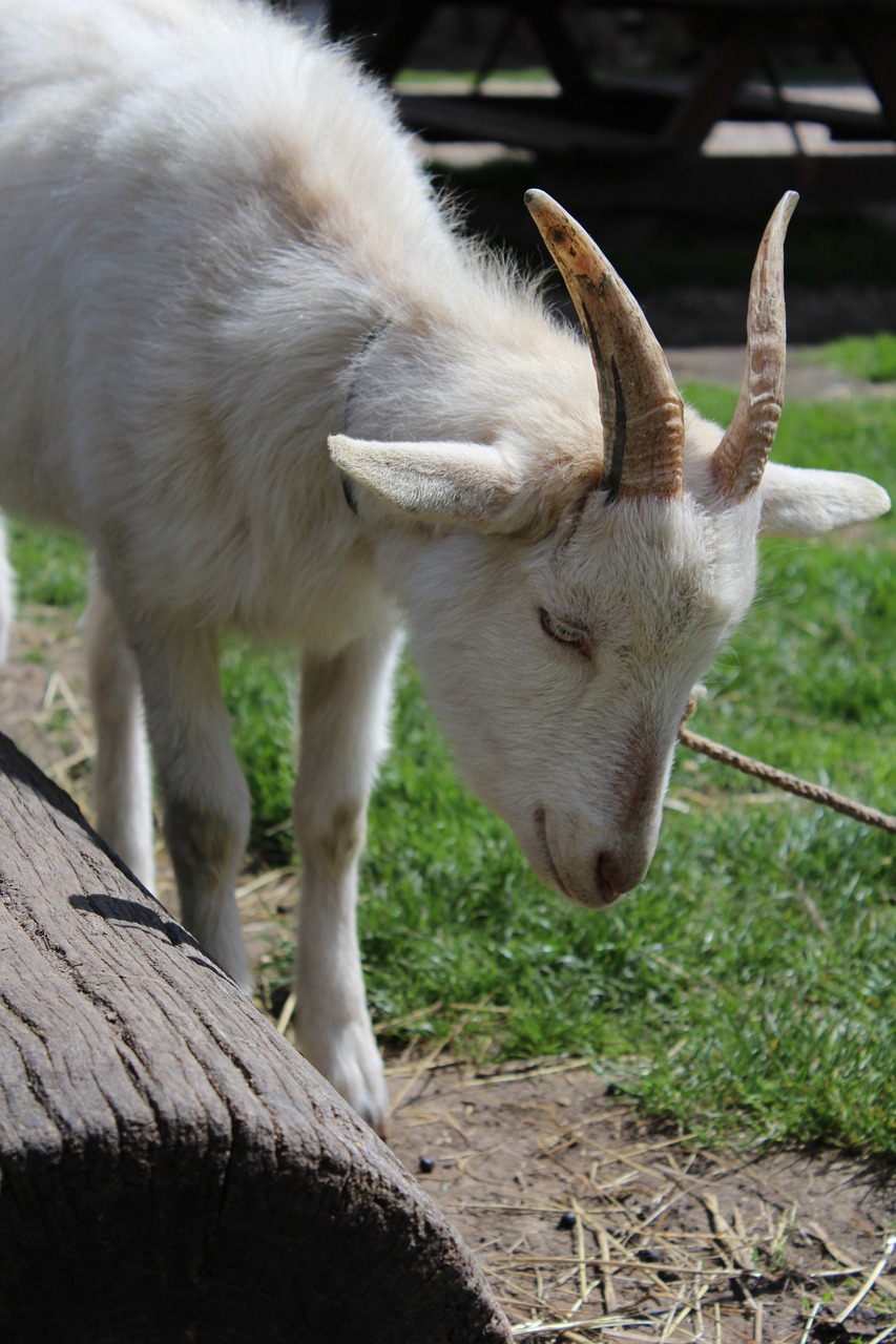 goat animal pet free photo