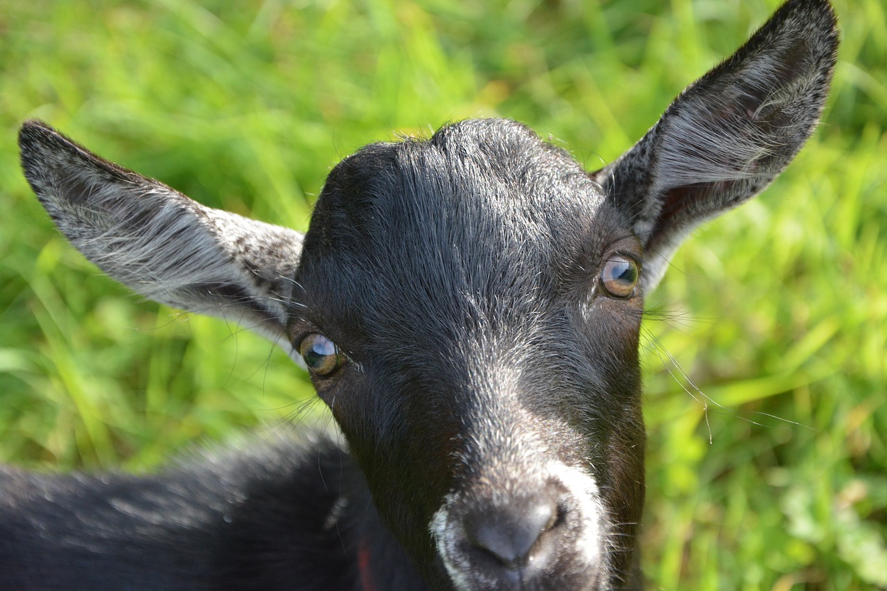 goat portrait head animal free photo