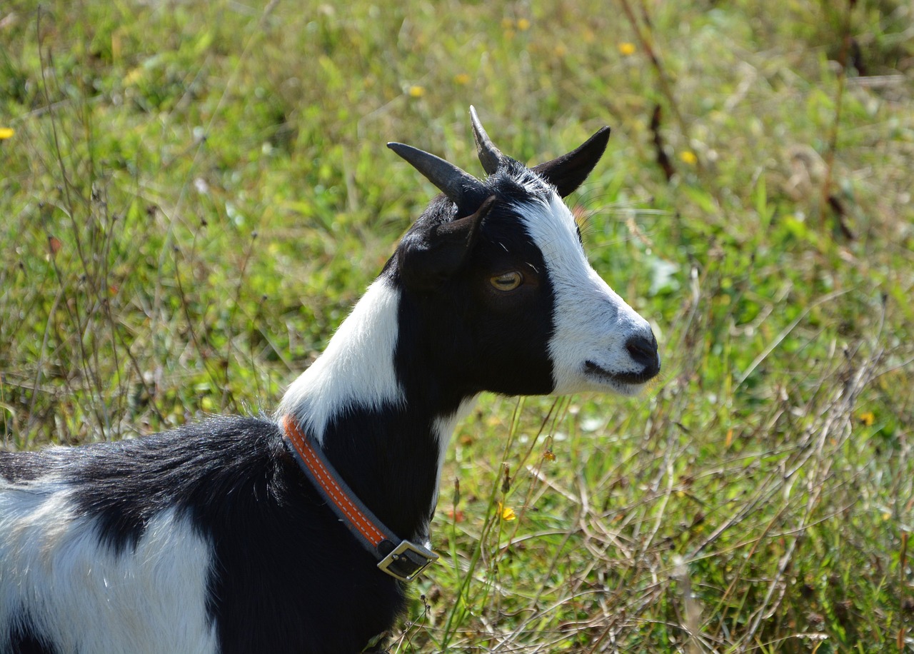 goat goat profile head free photo