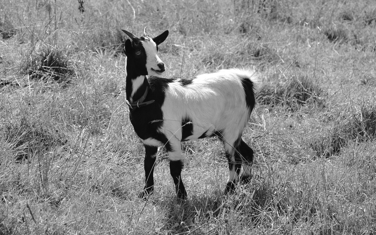 goat photo black white nature free photo