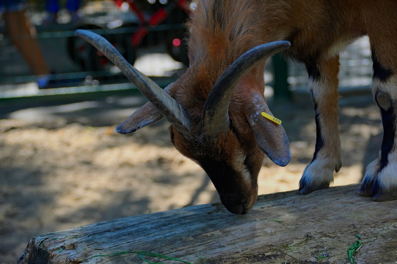 goat horns animal free photo