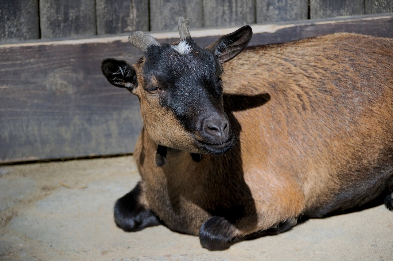 goat horns animal free photo