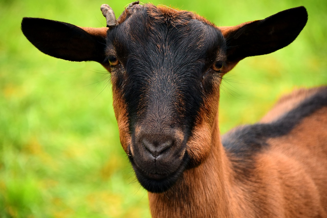 goat billy goat young goat free photo