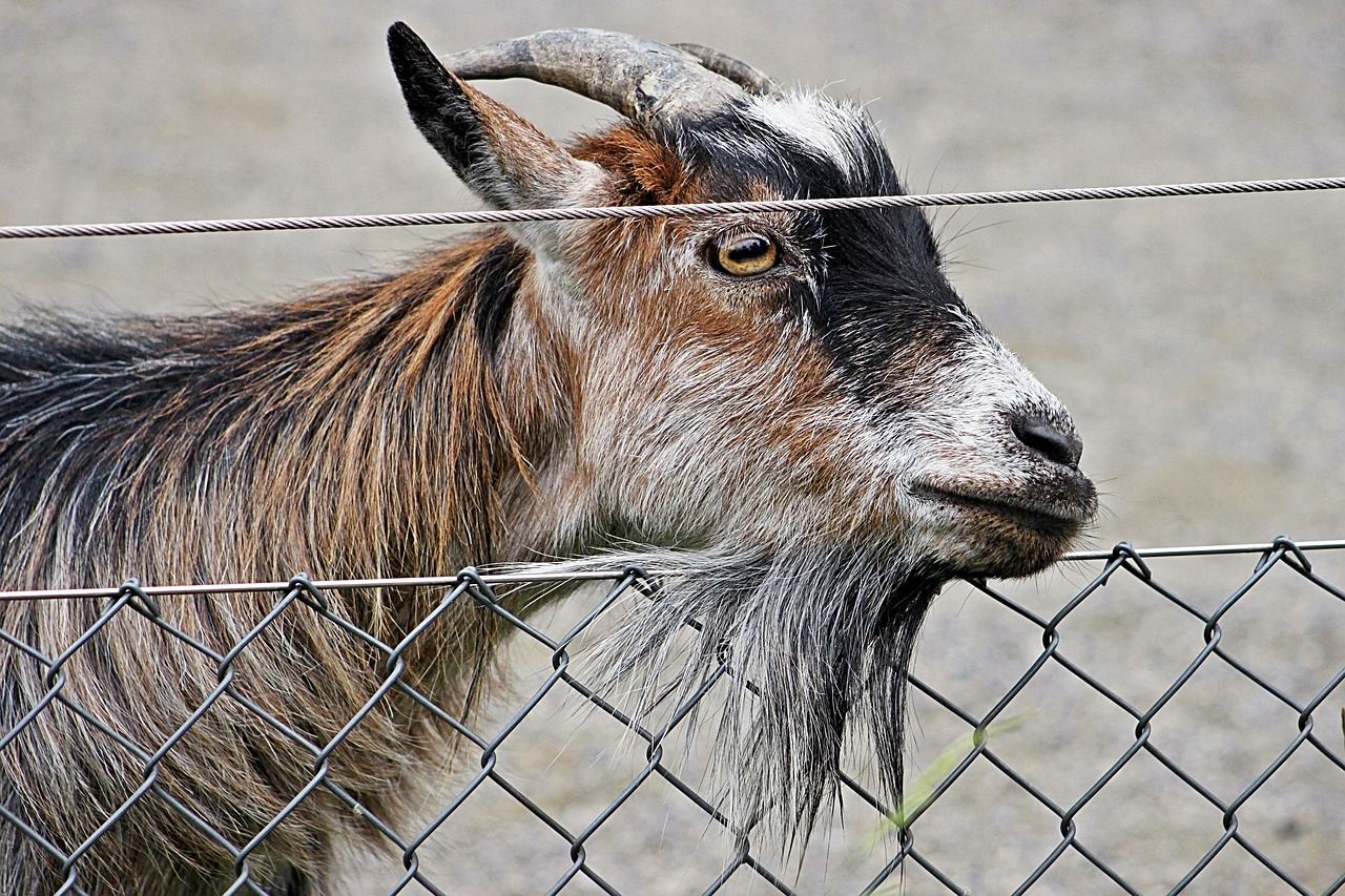 goat dwarf goat zoo free photo