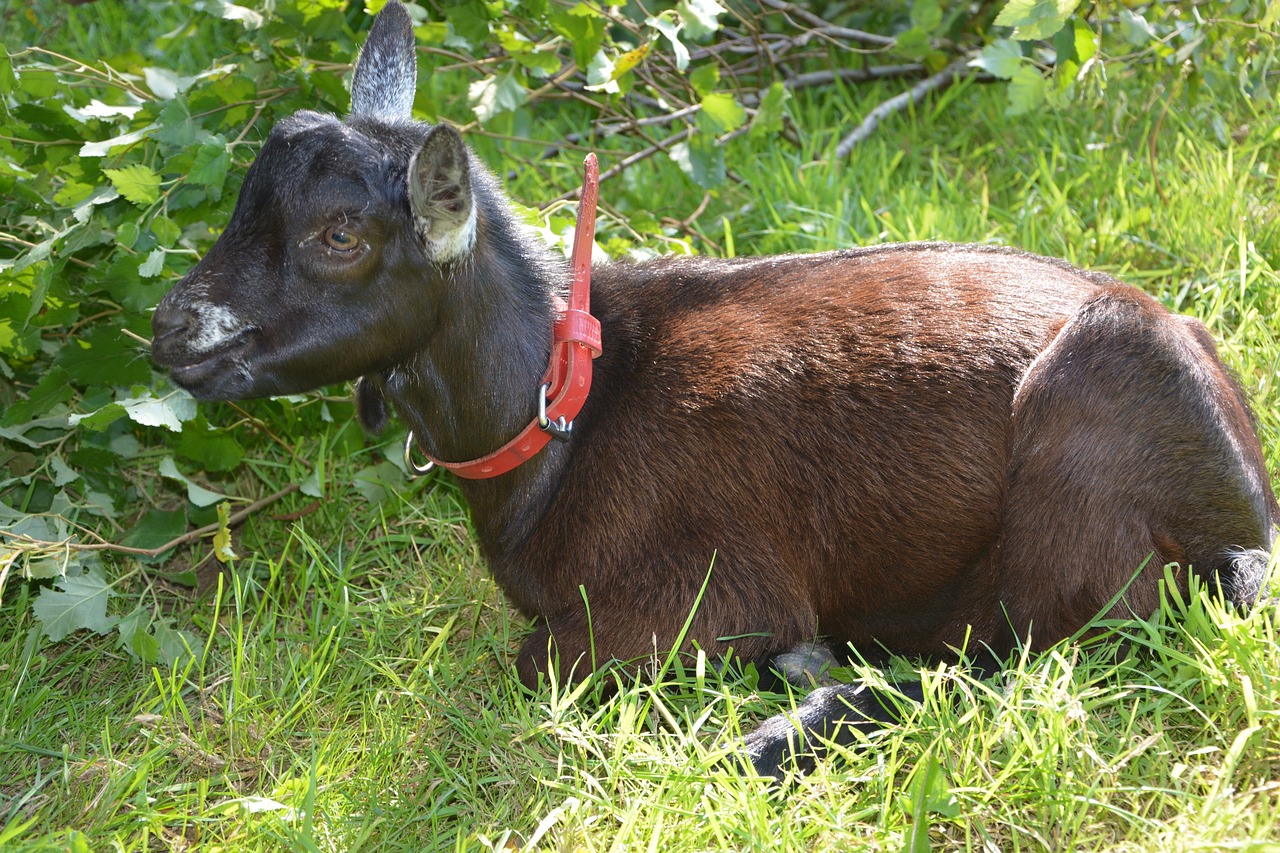 goat kid lounging free photo